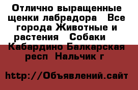 Отлично выращенные щенки лабрадора - Все города Животные и растения » Собаки   . Кабардино-Балкарская респ.,Нальчик г.